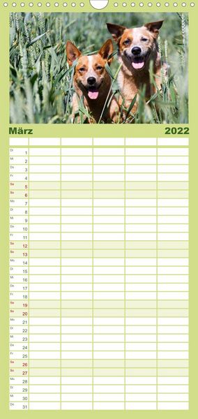 Produktbild: Familienplaner Faszinierende Australian Cattle Dogs (Wandkalender 2022 , 21 cm x 45 cm, hoch)