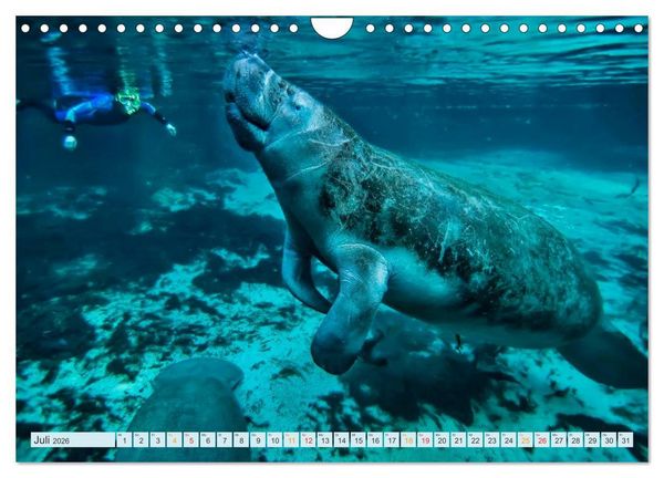 Produktbild: Tauchen - Abenteuer unter Wasser (Wandkalender 2026 DIN A4 quer), CALVENDO Monatskalender