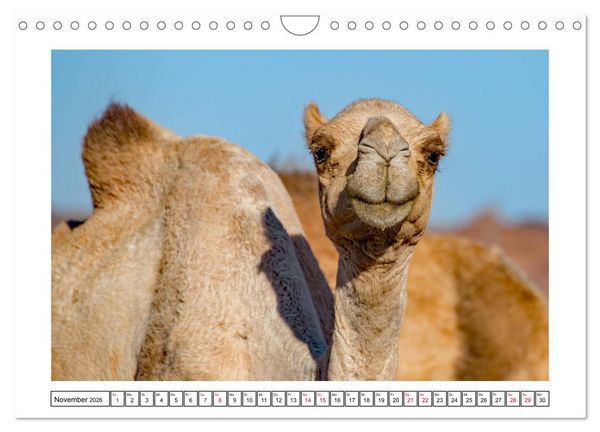 Produktbild: Kairo - Orientalische Baukunst vom Feinsten (Wandkalender 2026 DIN A4 quer), CALVENDO Monatskalender