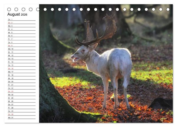Produktbild: Hannover erleben (Tischkalender 2026 DIN A5 quer), CALVENDO Monatskalender