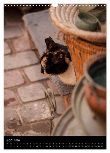 Produktbild: Katzen in Marokko (Wandkalender 2026 DIN A3 hoch), CALVENDO Monatskalender