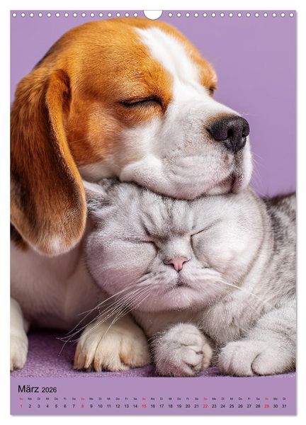 Produktbild: Freundschaftskalender - Katzen und Hunde, beste Freunde in Umarmung (Wandkalender 2026 DIN A3 hoch), CALVENDO Monatskalender