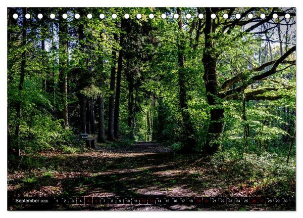 Produktbild: Wege des einfachen Gl&uuml;cks - Spazierg&auml;nge im Wald (Tischkalender 2026 DIN A5 quer), CALVENDO Monatskalender