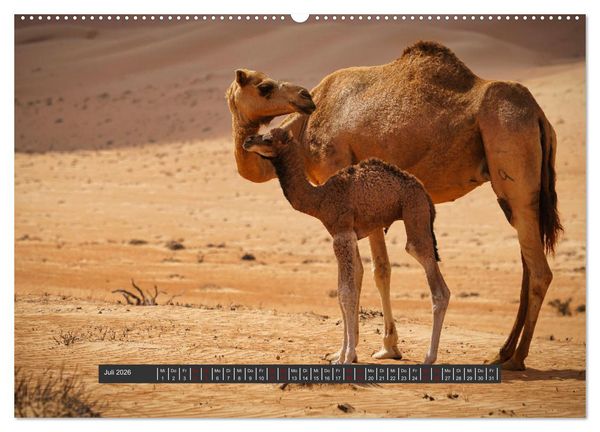 Produktbild: OMAN Offroad Travel Log (hochwertiger Premium Wandkalender 2026 DIN A2 quer), Kunstdruck in Hochglanz