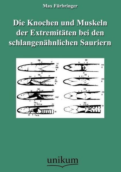 Produktbild: F&uuml;rbringer, M: Knochen und Muskeln der Extremit&auml;ten bei den