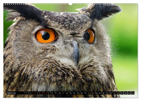 Produktbild: V&ouml;gel im Fokus - Ausdrucksstarke Vielfalt in der Vogelwelt (hochwertiger Premium Wandkalender 2026 DIN A2 quer), Kunstdruck in Hochglanz