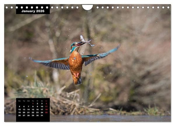 Produktbild: Beautiful birds THE KINGFISHER (Wall Calendar 2026 DIN A4 landscape), CALVENDO 12 Month Wall Calendar