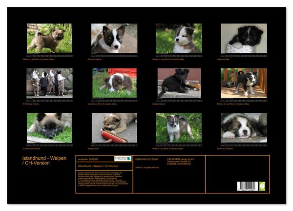 Produktbild: Islandhund - Welpen / CH-Version (Wandkalender 2026 DIN A2 quer), CALVENDO Monatskalender