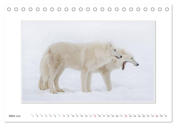 Produktbild: Emotionale Momente: Polarw&ouml;lfe. / CH-Version (Tischkalender 2026 DIN A5 quer), CALVENDO Monatskalender