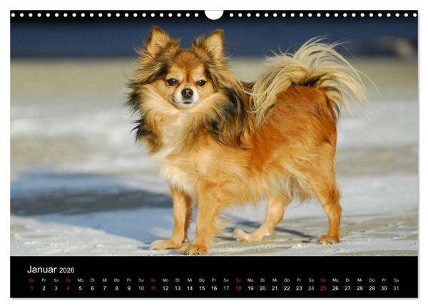 Produktbild: Chihuahua - Kleine Hunde ganz gro&szlig; (Wandkalender 2026 DIN A3 quer), CALVENDO Monatskalender