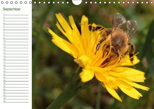 Produktbild: Bienen - Emsige Helfer (Wandkalender immerw&auml;hrend DIN A4 quer)