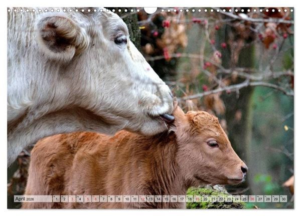 Produktbild: Gl&uuml;ckliche K&uuml;he auf saftigen Wiesen (Wandkalender 2026 DIN A3 quer), CALVENDO Monatskalender