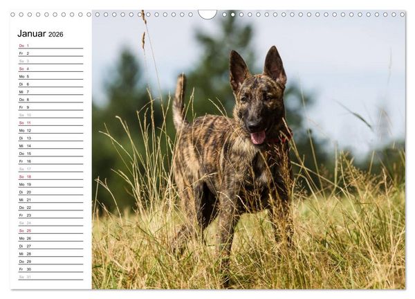 Produktbild: ausdrucksvolle Holl&auml;ndische Sch&auml;ferhunde (Wandkalender 2026 DIN A3 quer), CALVENDO Monatskalender