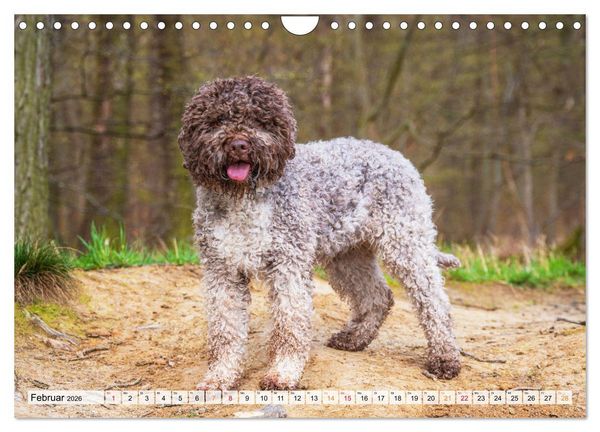 Produktbild: Lagotto Romagnolo - der Tr&uuml;ffelhund Italiens (Wandkalender 2026 DIN A4 quer), CALVENDO Monatskalender