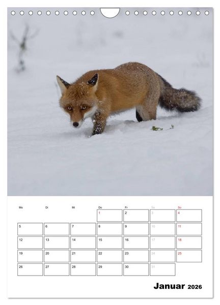 Produktbild: Rotfuchs - Impressionen (Wandkalender 2026 DIN A4 hoch), CALVENDO Monatskalender