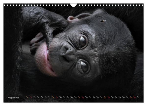 Produktbild: MENSCHENAFFENKINDER 2 (Wandkalender 2026 DIN A3 quer), CALVENDO Monatskalender