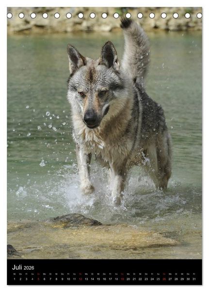 Produktbild: Faszination Wolfhund (Tischkalender 2026 DIN A5 hoch), CALVENDO Monatskalender
