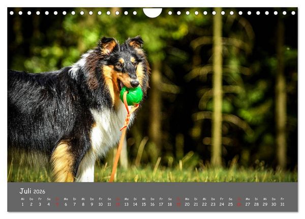 Produktbild: Einmal Collie - immer Collie (Wandkalender 2026 DIN A4 quer), CALVENDO Monatskalender