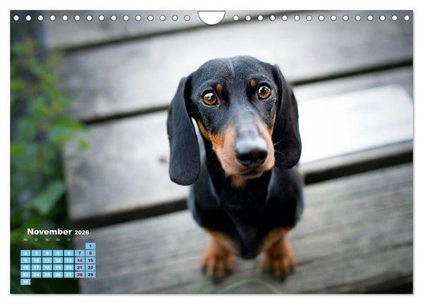 Produktbild: Geliebte Dackel (Wandkalender 2026 DIN A4 quer), CALVENDO Monatskalender