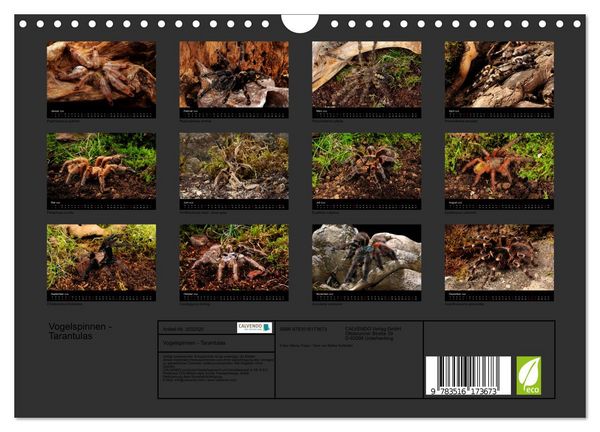 Produktbild: Vogelspinnen - Tarantulas (Wandkalender 2026 DIN A4 quer), CALVENDO Monatskalender