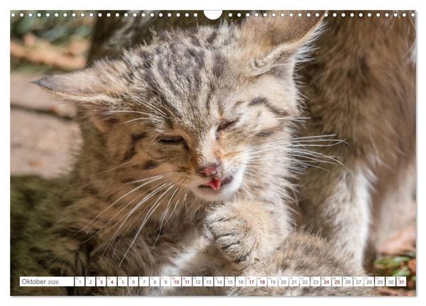 Produktbild: Wildkatzenbabys - wild und zuckers&uuml;&szlig;. (Wandkalender 2026 DIN A3 quer), CALVENDO Monatskalender