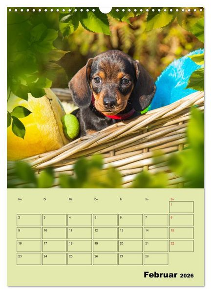Produktbild: Dackeltr&auml;ume - Ein Familienplaner f&uuml;r das Jahr (Wandkalender 2026 DIN A3 hoch), CALVENDO Monatskalender