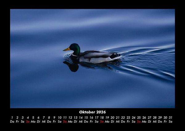 Produktbild: Enten 2026 Fotokalender DIN A3