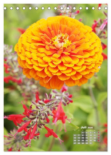 Produktbild: Zinnien im Garten (Tischkalender 2026 DIN A5 hoch), CALVENDO Monatskalender
