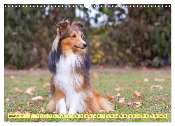 Produktbild: Shetland Sheepdogs - Sweet little charmers (Wall Calendar 2026 DIN A3 landscape), CALVENDO 12 Month Wall Calendar