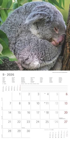 Produktbild: Koalas 2026 - Broschürenkalender 30x30 cm (30x60 geöffnet) - Kalender mit Platz für Notizen - koala bears - Bildkalender - Wandplaner - Bärenkalender