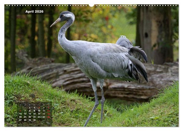 Produktbild: Gl&uuml;cksbringer (hochwertiger Premium Wandkalender 2026 DIN A2 quer), Kunstdruck in Hochglanz