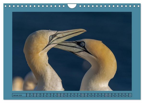 Produktbild: Helgoland und seine Basst&ouml;lpel (Wandkalender 2026 DIN A4 quer), CALVENDO Monatskalender