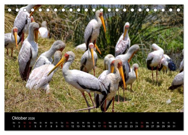 Produktbild: Afrika (Tischkalender 2026 DIN A5 quer), CALVENDO Monatskalender