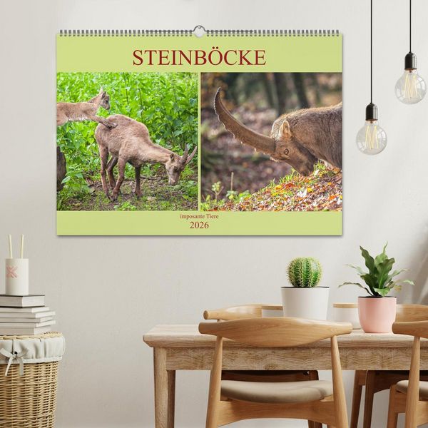 Produktbild: Steinb&ouml;cke - imposante Tiere (Wandkalender 2026 DIN A2 quer), CALVENDO Monatskalender