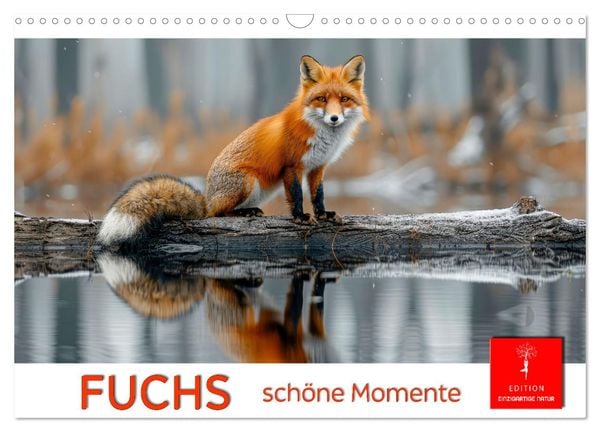 Fuchs - schöne Momente (Wandkalender 2025 DIN A3 quer), CALVENDO Monatskalender