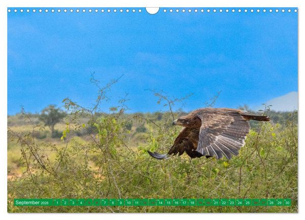 Produktbild: Greifv&ouml;gel - wild und sch&ouml;n (Wandkalender 2026 DIN A3 quer), CALVENDO Monatskalender