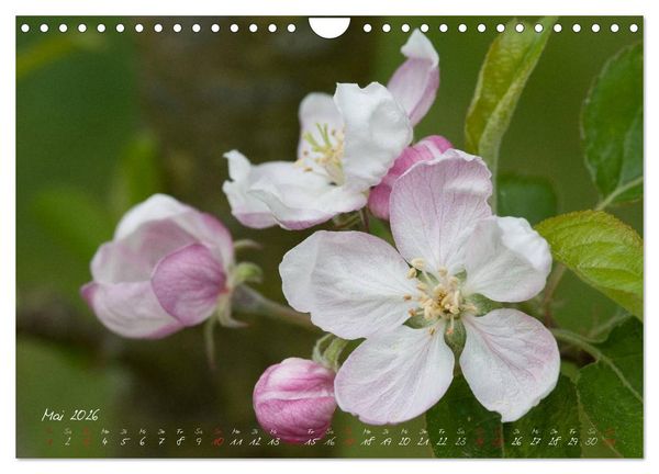 Produktbild: Bl&uuml;tenzauber in meinem Garten (Wandkalender 2026 DIN A4 quer), CALVENDO Monatskalender