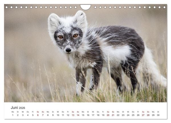 Produktbild: Naturparadies Svalbard (Wandkalender 2026 DIN A4 quer), CALVENDO Monatskalender