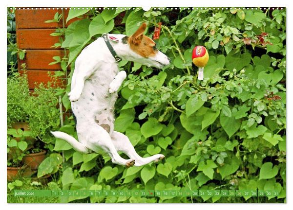Produktbild: Jack Russell Terrier : vif et joueur (Calendrier mural 2026 DIN A2 vertical) calendrier de bureau