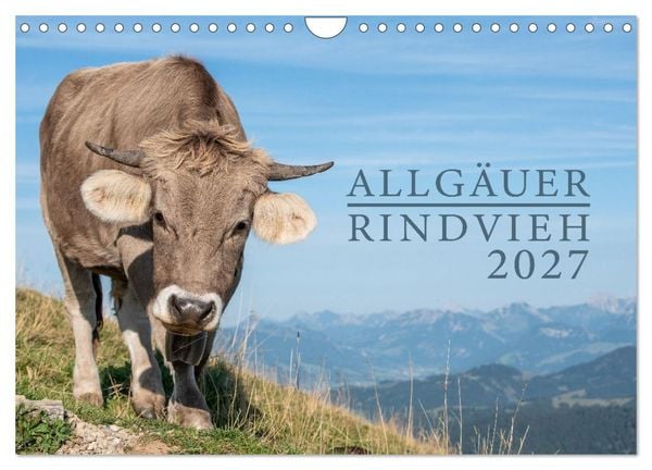 Allgäuer Rindvieh 2027 (Wandkalender 2027 DIN A4 quer), CALVENDO Monatskalender