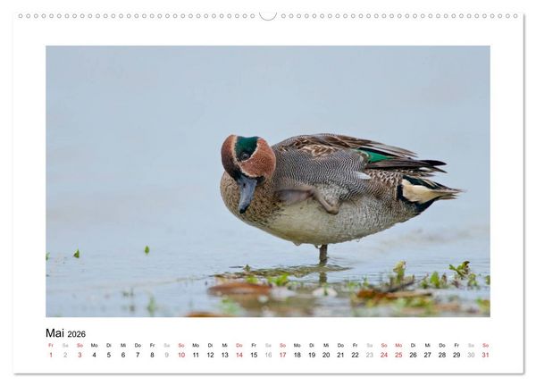Produktbild: Geschnatter - Enten und G&auml;nse in Deutschland (hochwertiger Premium Wandkalender 2026 DIN A2 quer), Kunstdruck in Hochglanz