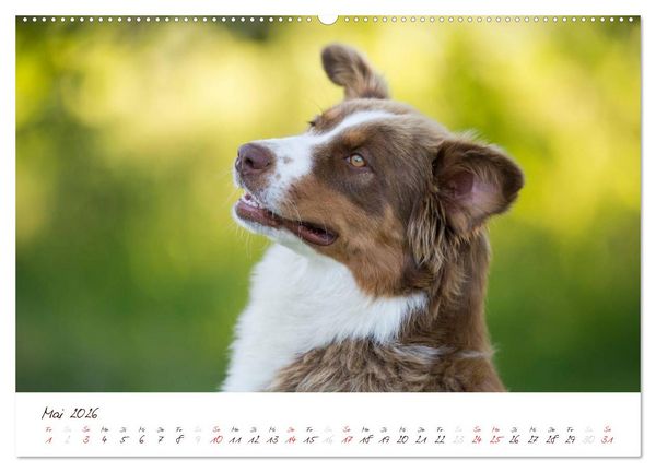 Produktbild: Wunderbare Australian Shepherds (hochwertiger Premium Wandkalender 2026 DIN A2 quer), Kunstdruck in Hochglanz