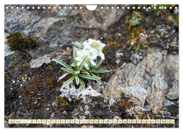 Produktbild: Edelwei&szlig; - Wahrzeichen der Alpen (Wandkalender 2026 DIN A4 quer), CALVENDO Monatskalender
