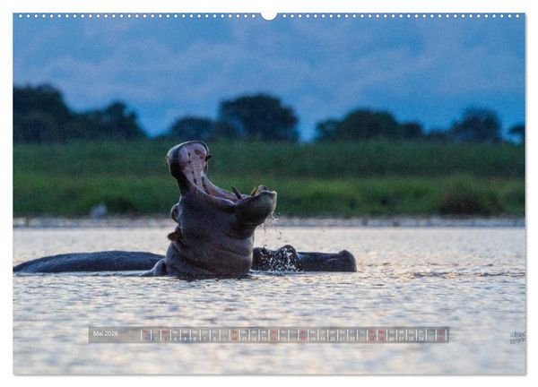 Produktbild: Abenteuer Botswana Afrika - Adventure Botswana (hochwertiger Premium Wandkalender 2026 DIN A2 quer), Kunstdruck in Hochglanz