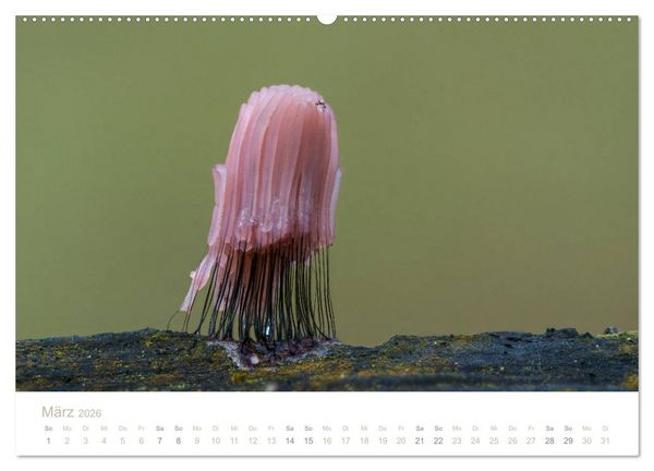 Produktbild: FASZINATION PILZE 2026 (Wandkalender 2026 DIN A2 quer), CALVENDO Monatskalender