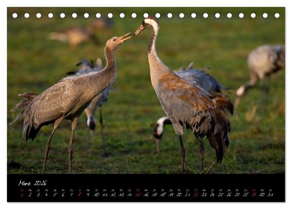 Produktbild: Kraniche - V&ouml;gel des Gl&uuml;cks (Tischkalender 2026 DIN A5 quer), CALVENDO Monatskalender