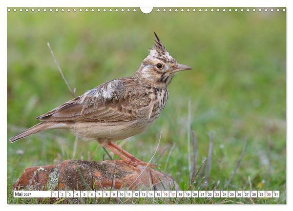 Produktbild: V&ouml;gel in der Extremadura (Wandkalender 2027 DIN A3 quer), CALVENDO Monatskalender