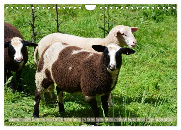 Produktbild: Schafe - soweit das Auge reicht (Wandkalender 2026 DIN A4 quer), CALVENDO Monatskalender