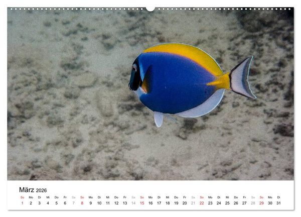 Produktbild: Unterwasserwelt der Malediven III (hochwertiger Premium Wandkalender 2026 DIN A2 quer), Kunstdruck in Hochglanz