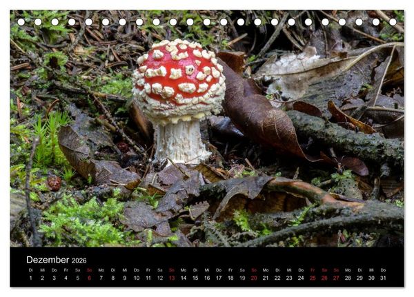 Produktbild: Pilze in Wald und Flur (Tischkalender 2026 DIN A5 quer), CALVENDO Monatskalender